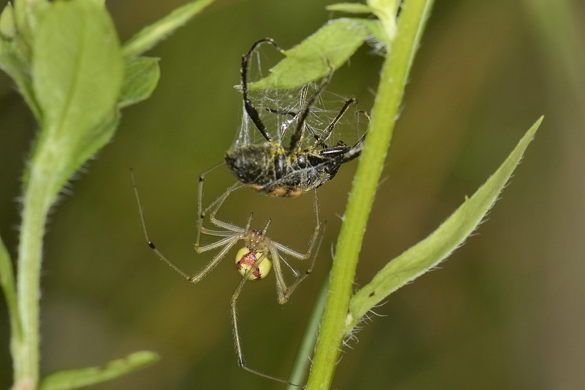 Pachytodes erraticus: 